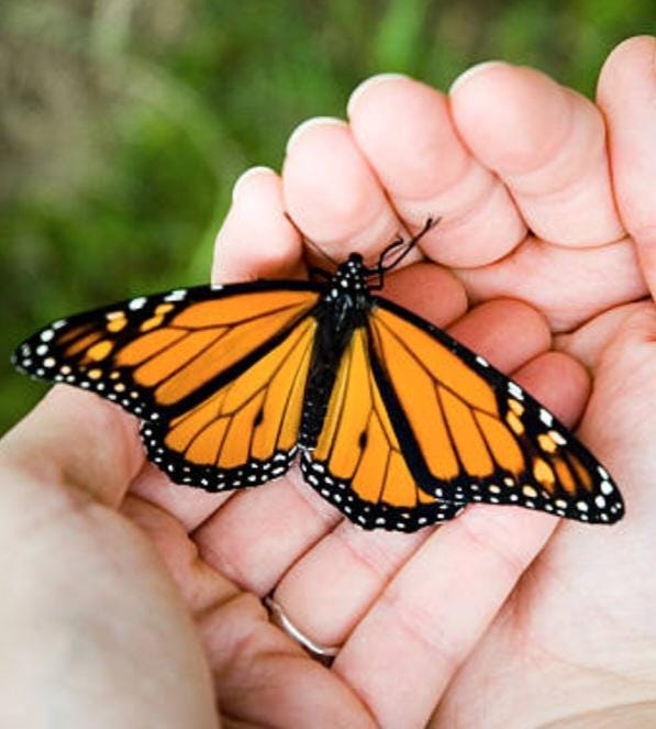 Monarch Butterflly Artisan Glass earrings - handmade glass beads, handformed sterling silver, orange, black, white, wings, beautiful gift