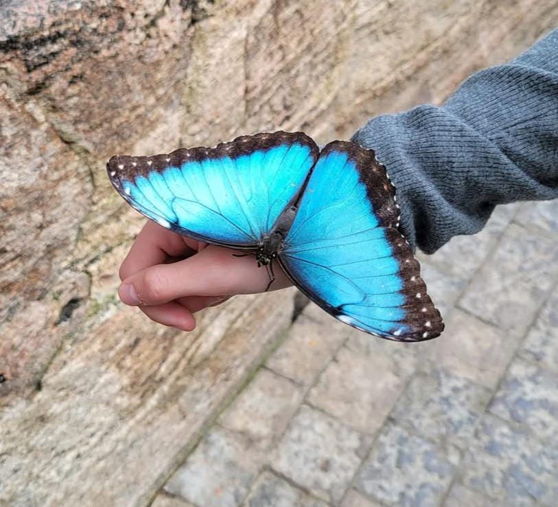 Purple Monarch Butterfly Artisan Glass earrings - handmade glass, handformed sterling silver, violet, periwinkle,black, beautiful gift