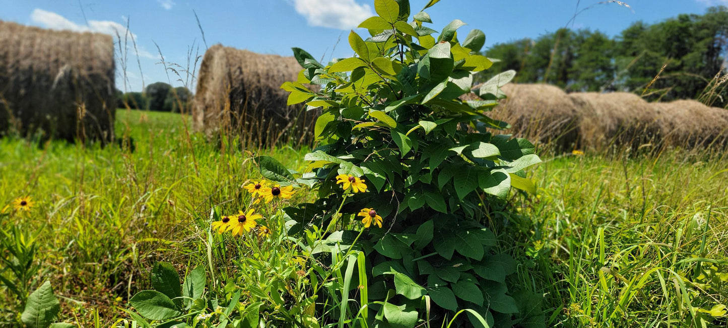 Sterling Silver Sunflower Leather Bracelet - handmade, hand crafted, weathered brown leather, simple, durable, rugged, beautiful gift
