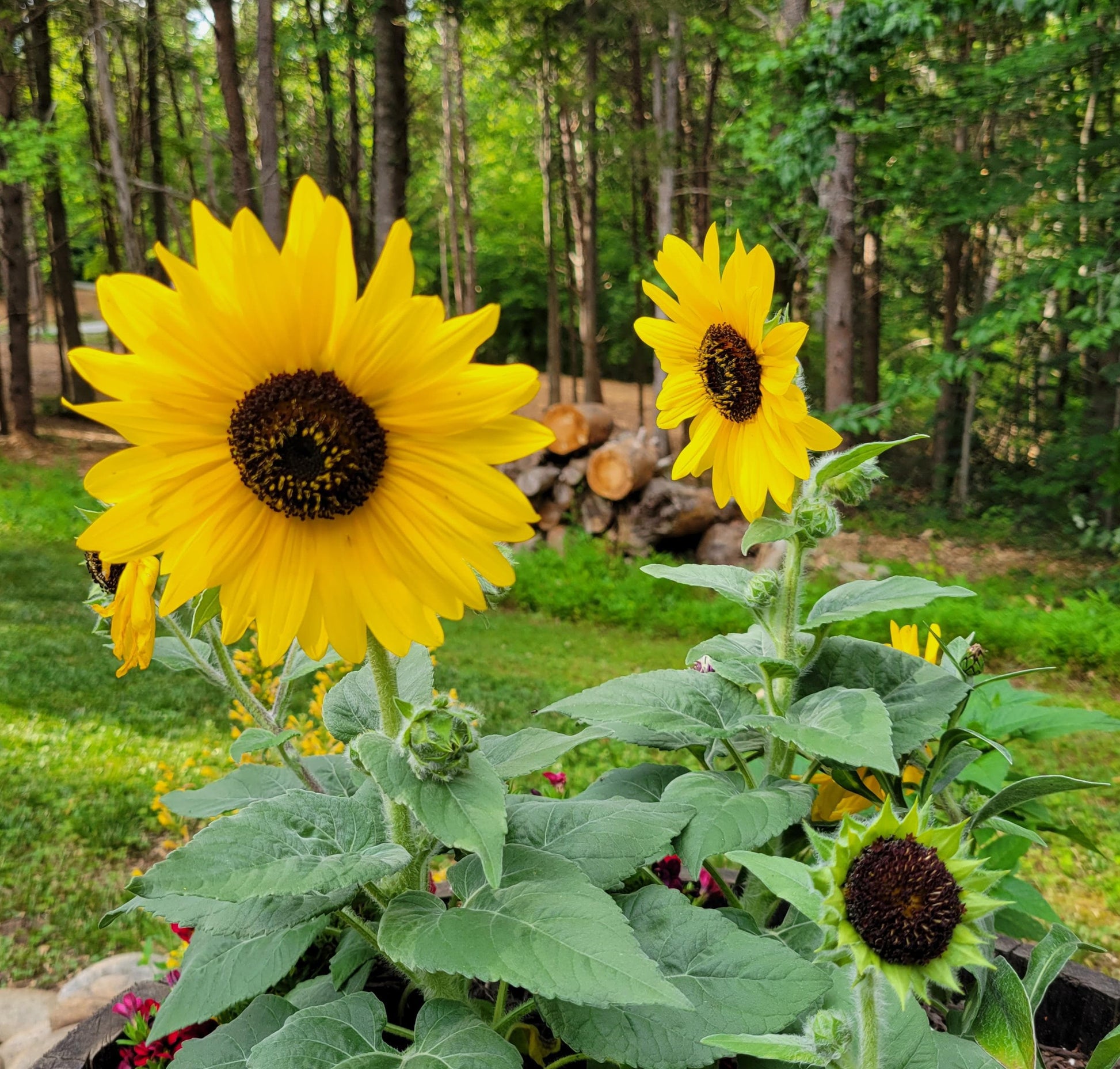 Sunflower Gift Earrings